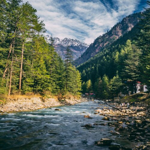 River Surround by Trees