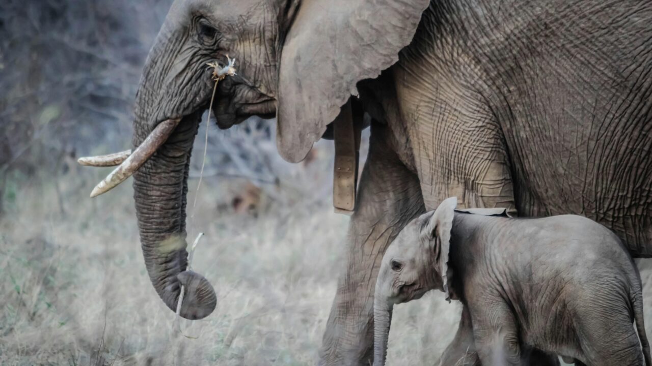 Two Gray Elephants