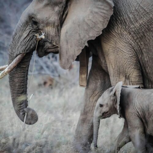 Two Gray Elephants