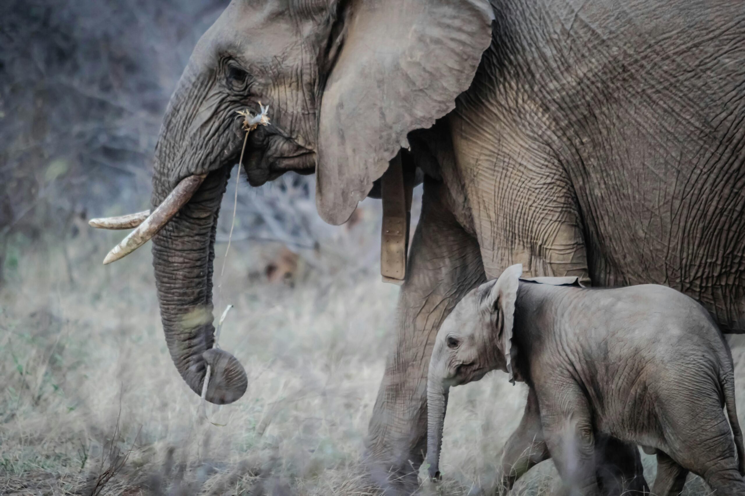 Two Gray Elephants