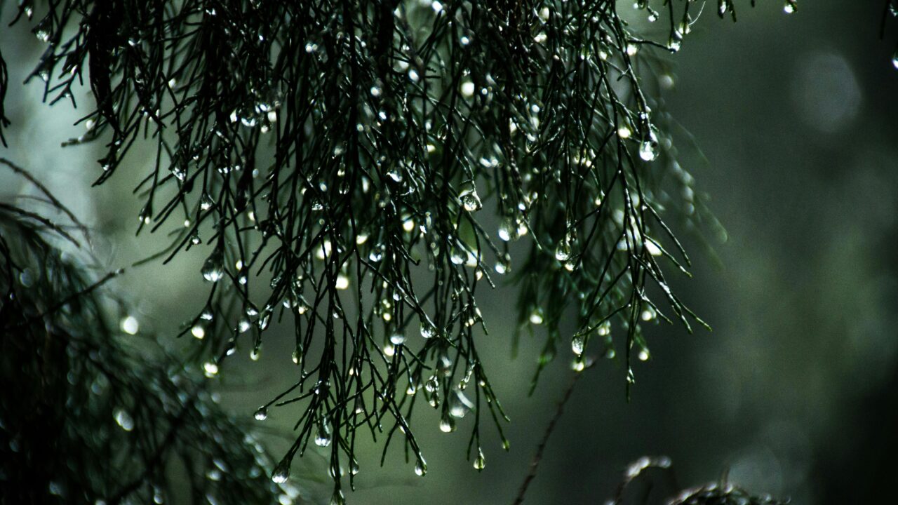 Close-Up Photography of Wet Leaves