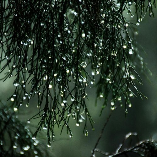 Close-Up Photography of Wet Leaves